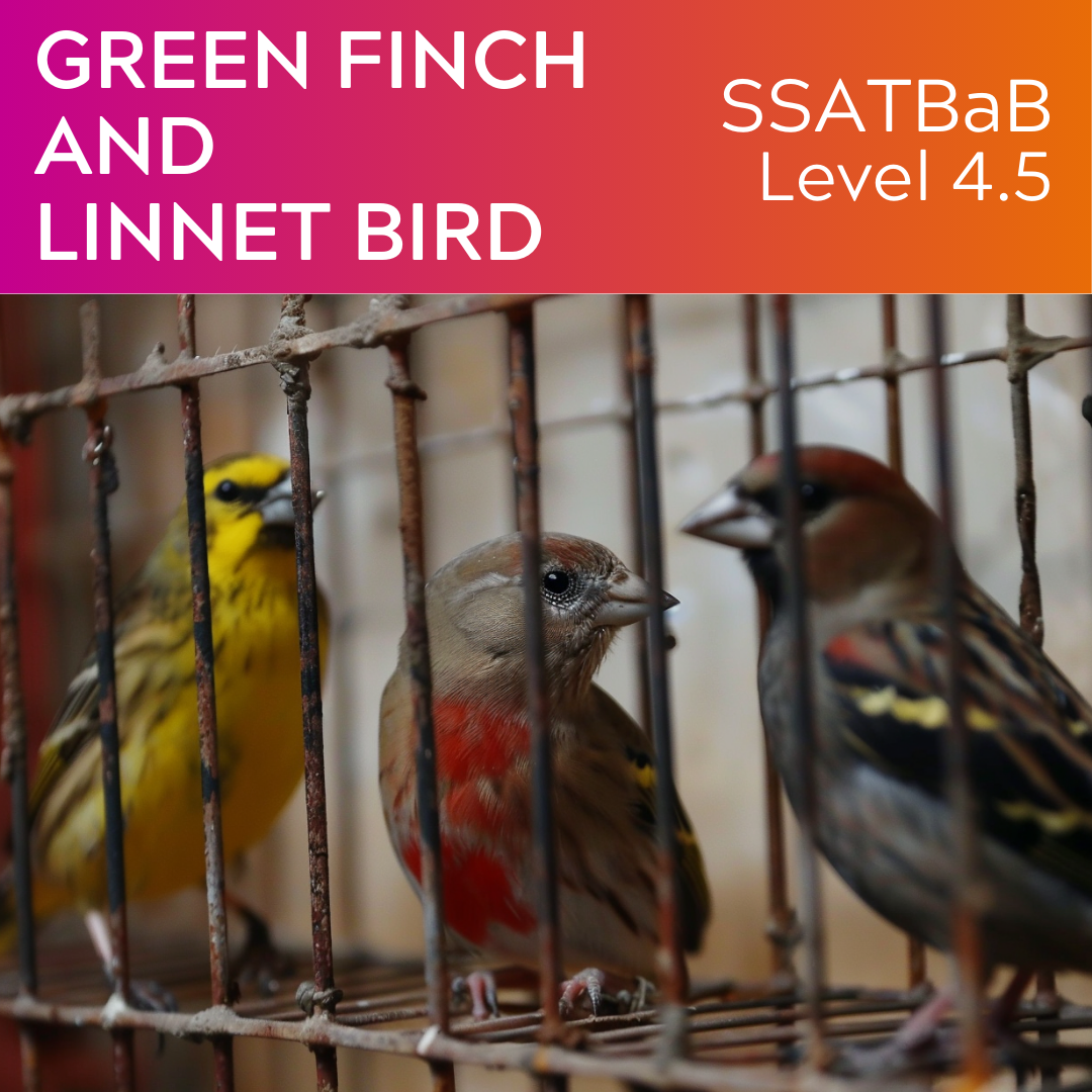 Green Finch and Linnet Bird (SSATBaB - L4.5)