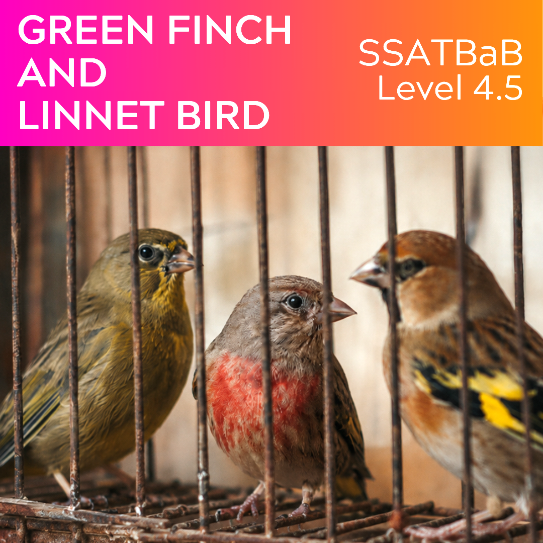 Grünfink und Hänflingvogel (SSATBaB - L4.5)
